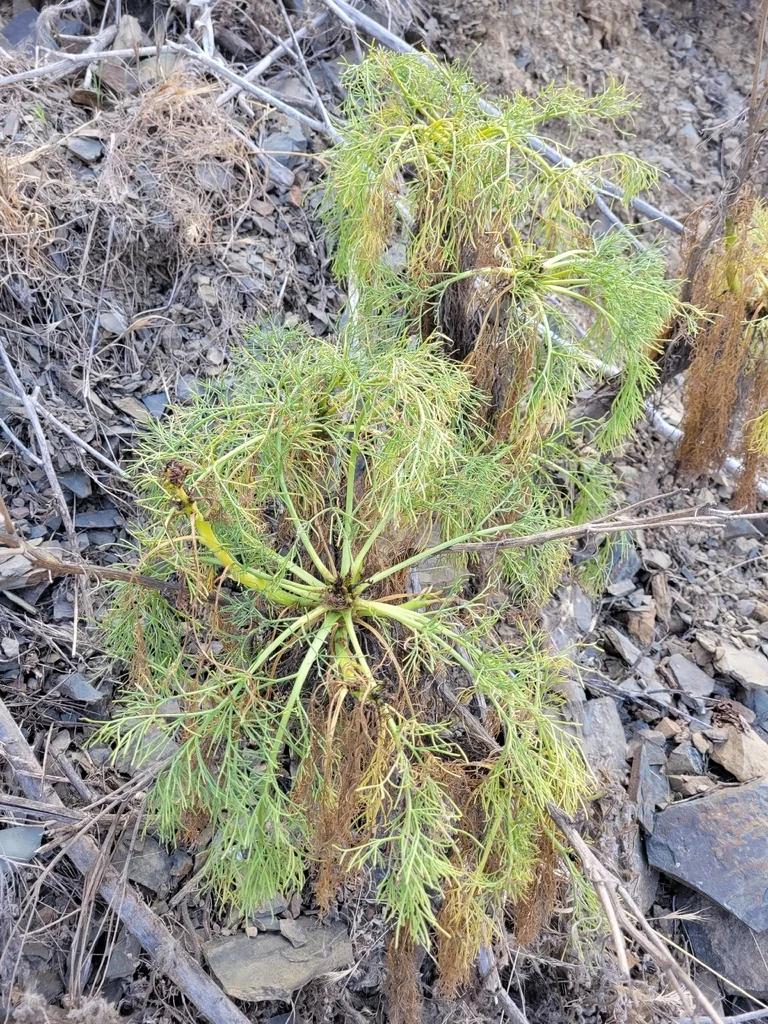 Coreopsis Gigantea