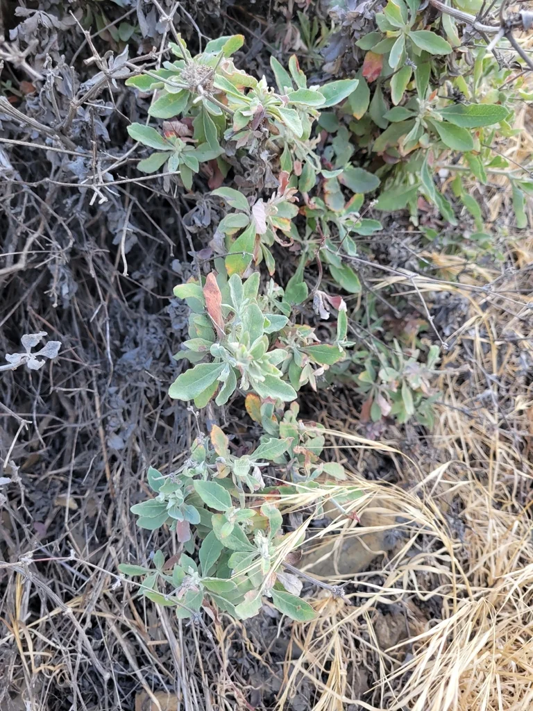 Eriogonum Cinereum