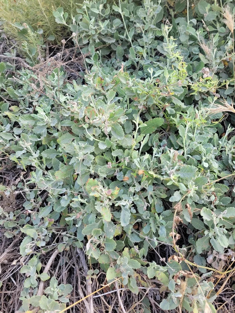 Eriogonum Cinereum
