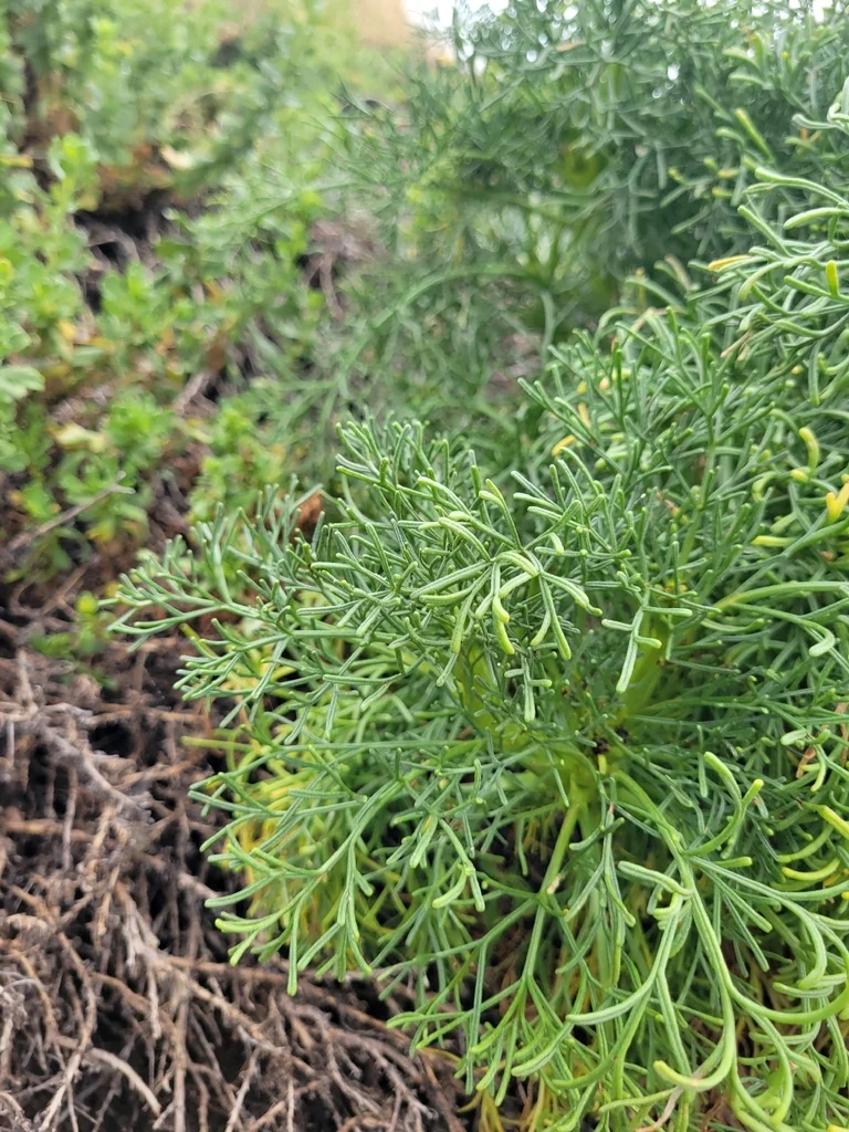 Coreopsis Gigantea
