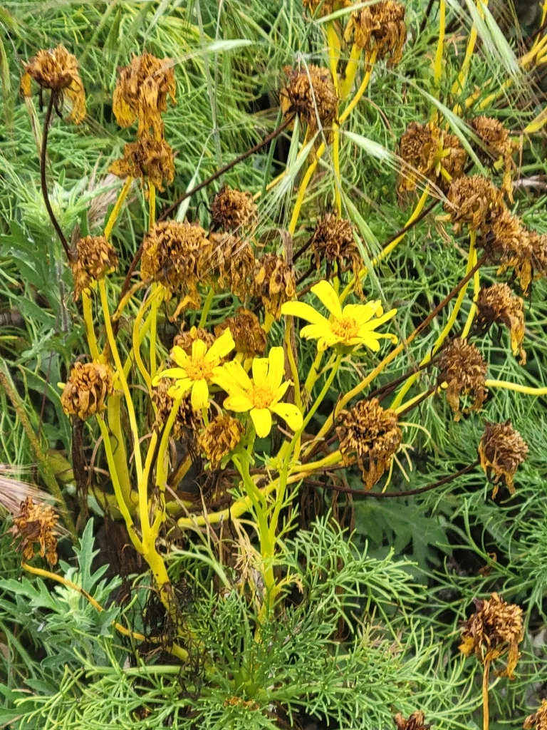 Coreopsis Gigantea