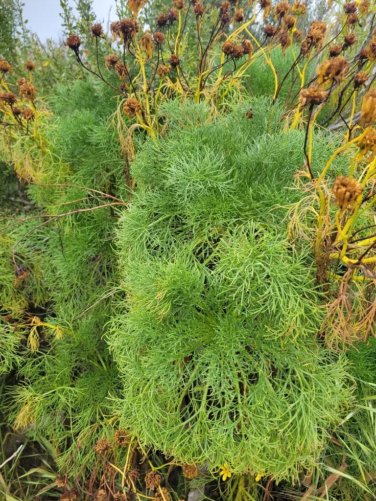 Coreopsis Gigantea