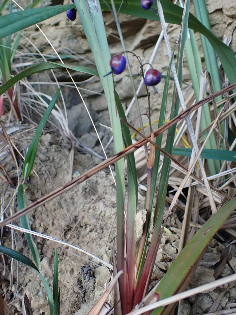Dianella Tasmanica