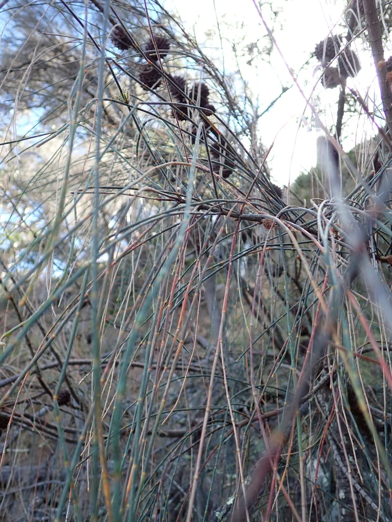 Casuarina stricta