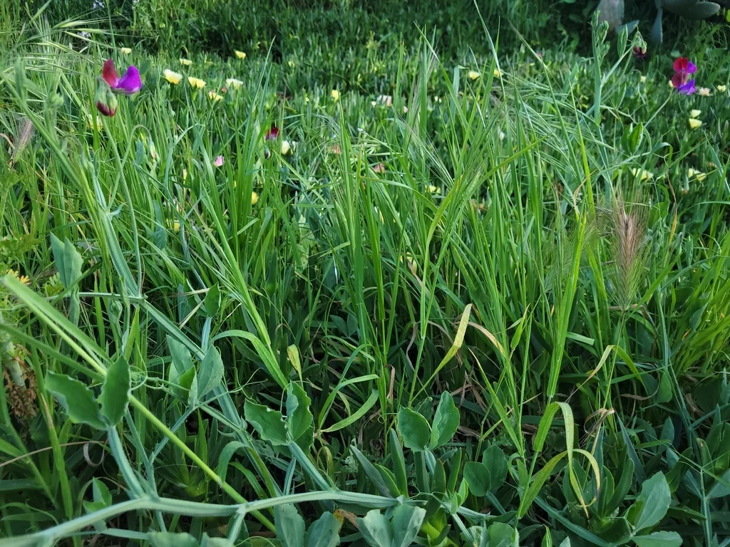 Lathyrus Odoratus