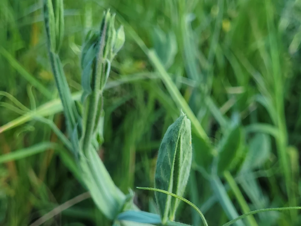 Lathyrus Odoratus