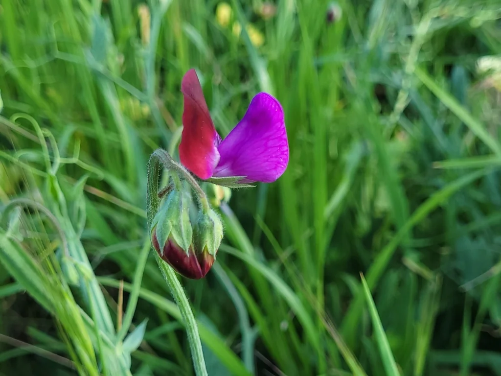Lathyrus Odoratus