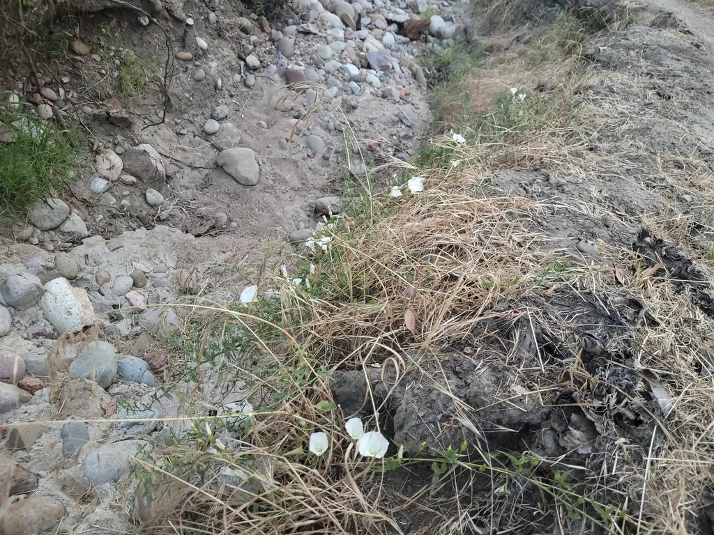 Calystegia Macrostegia
