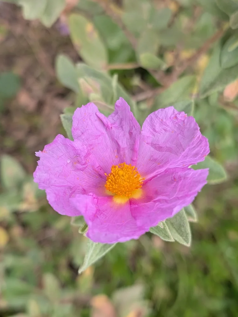 Cistus Albidus