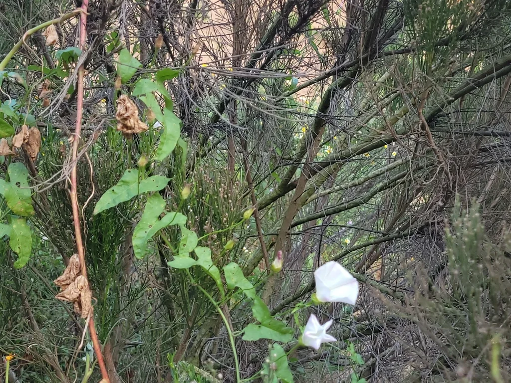 Calystegia Macrostegia