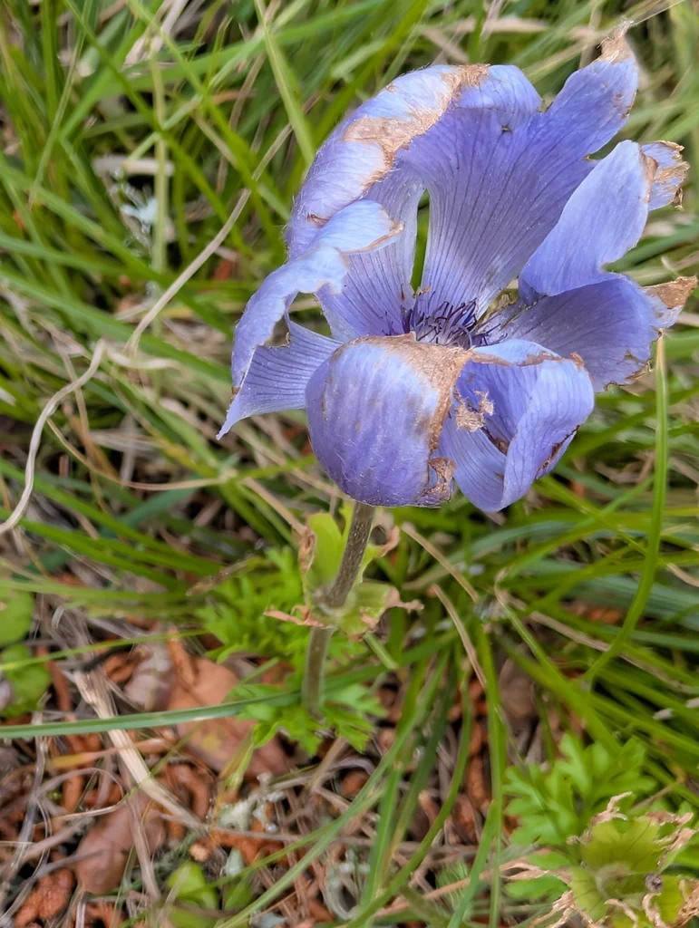 Anemone Coronaria