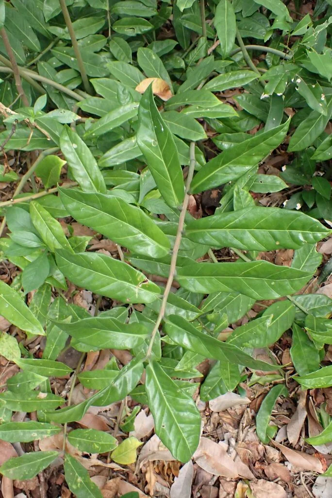 Zamioculcas Zamiifolia