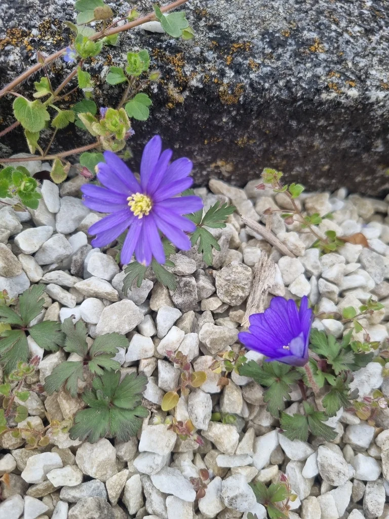Anemone Blanda
