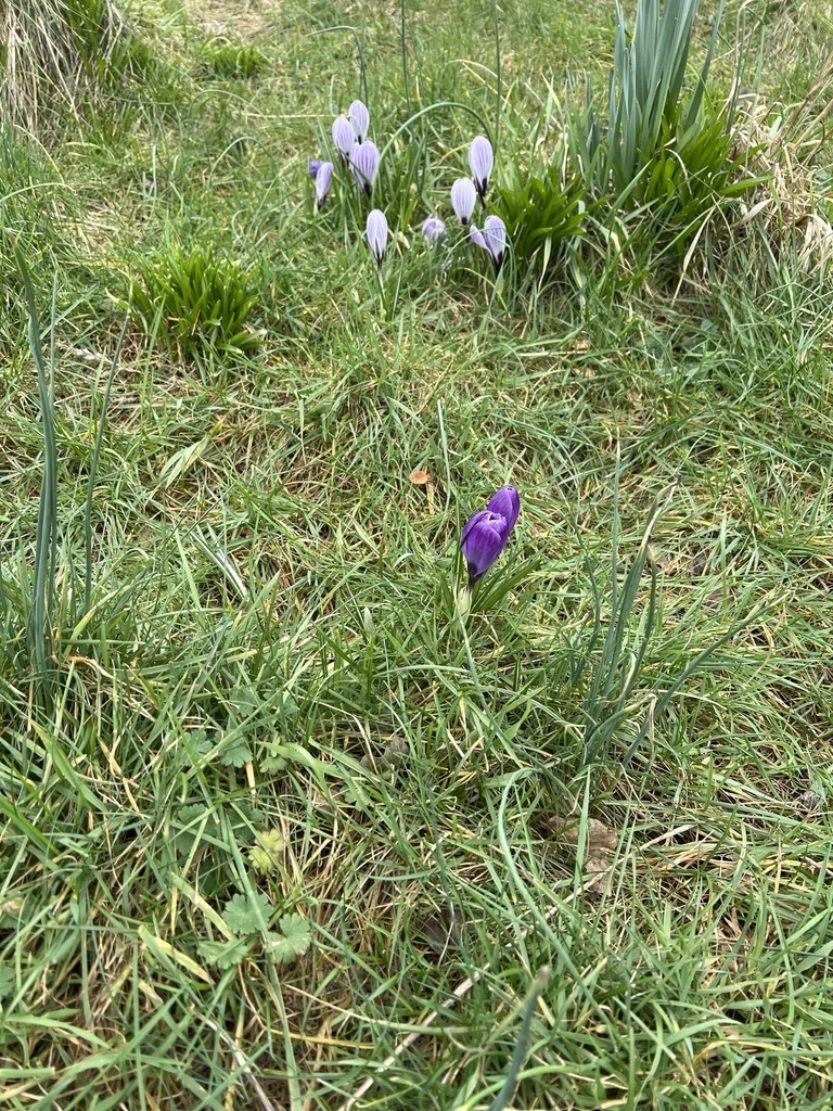 Crocus Vernus