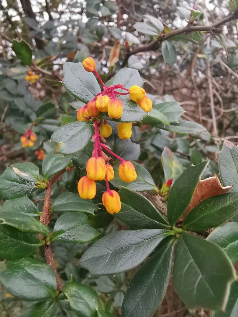 Berberis Darwinii