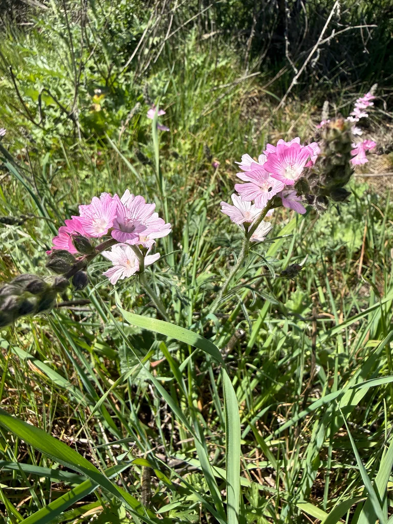 Sidalcea Malviflora