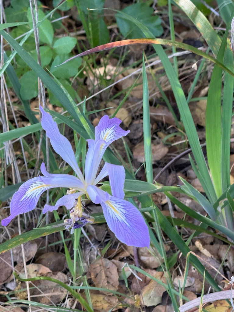 Iris Douglasiana