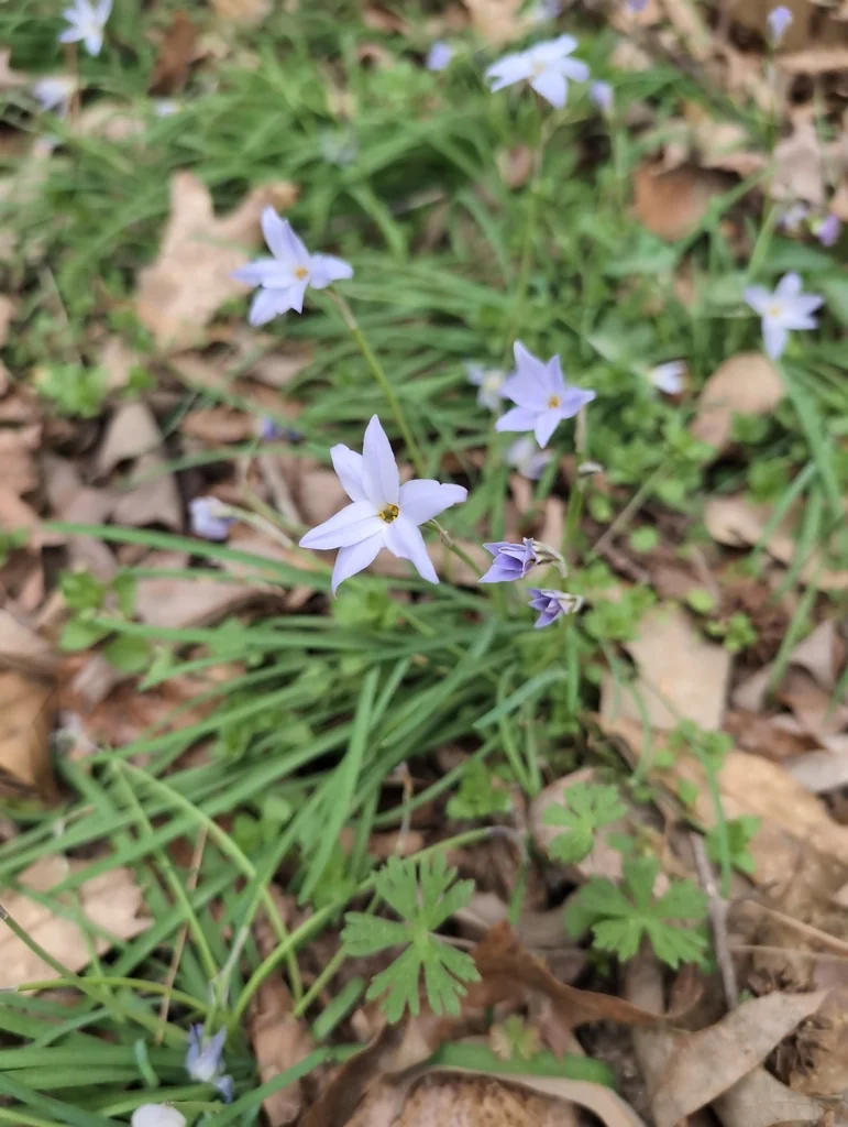 Ipheion Uniflorum