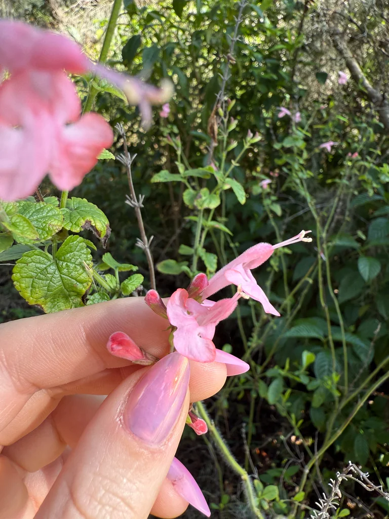 Salvia coccinea