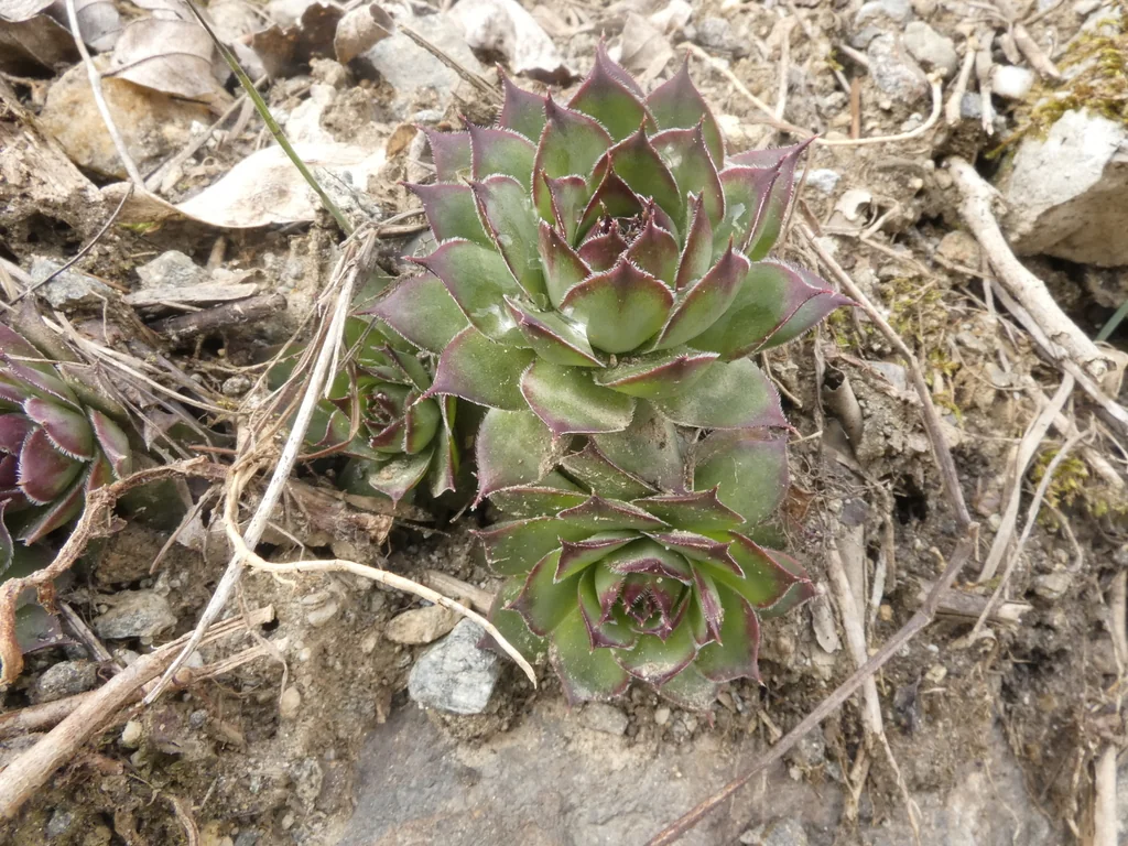 Sempervivum Tectorum
