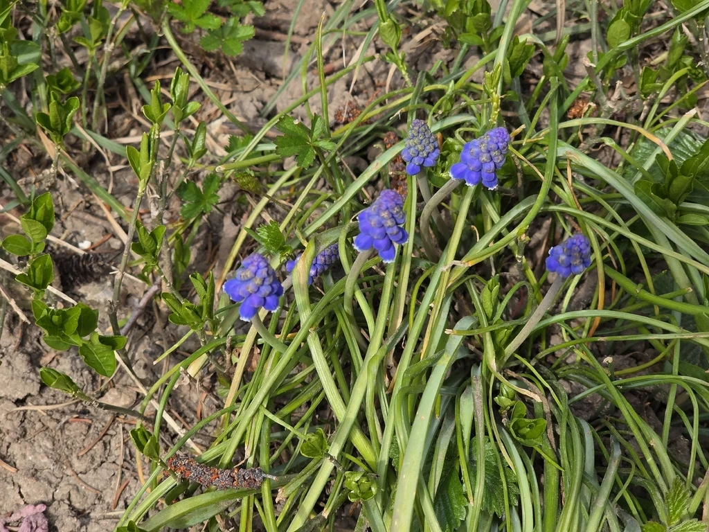 Muscari Armeniacum