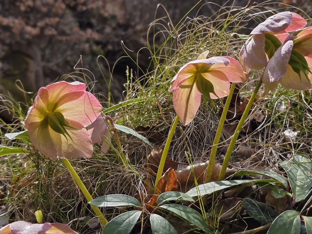 Helleborus Niger