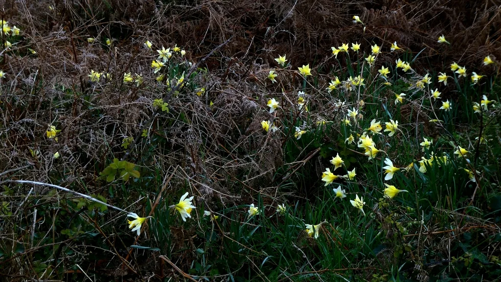 Narcissus Pseudonarcissus