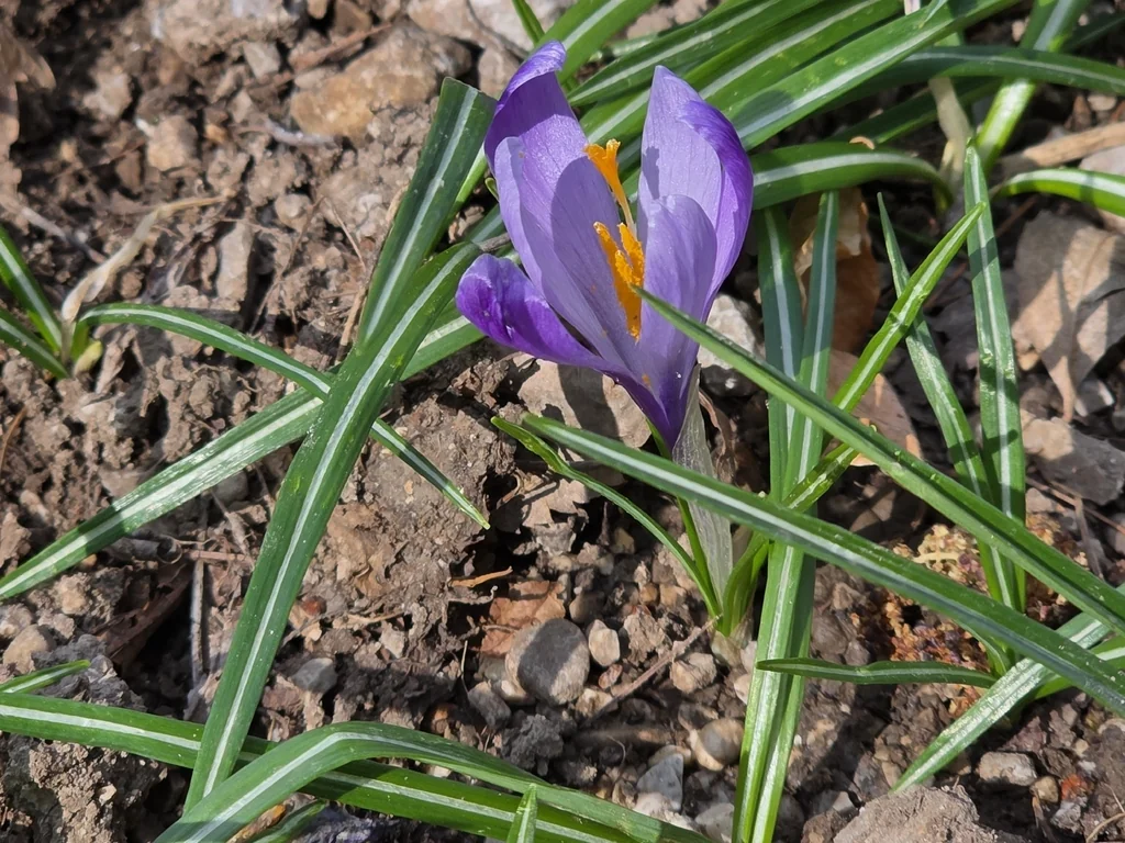 Crocus Vernus
