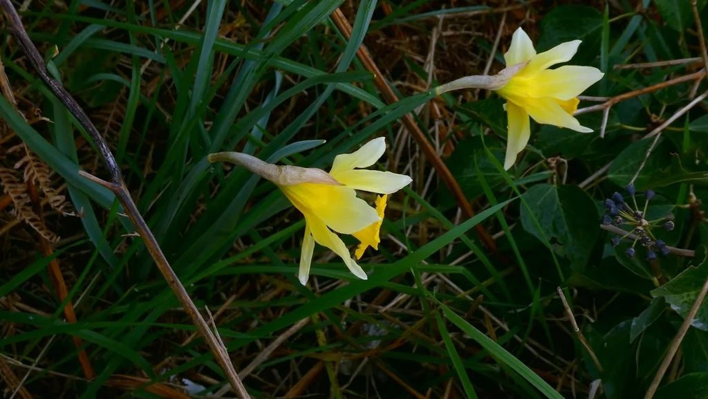Narcissus Pseudonarcissus