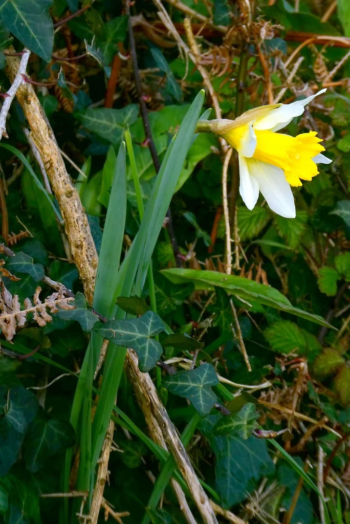Narcissus Pseudonarcissus