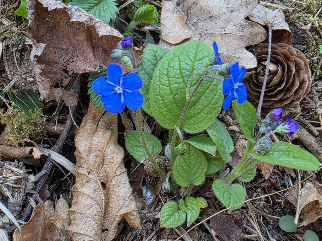 Omphalodes Verna