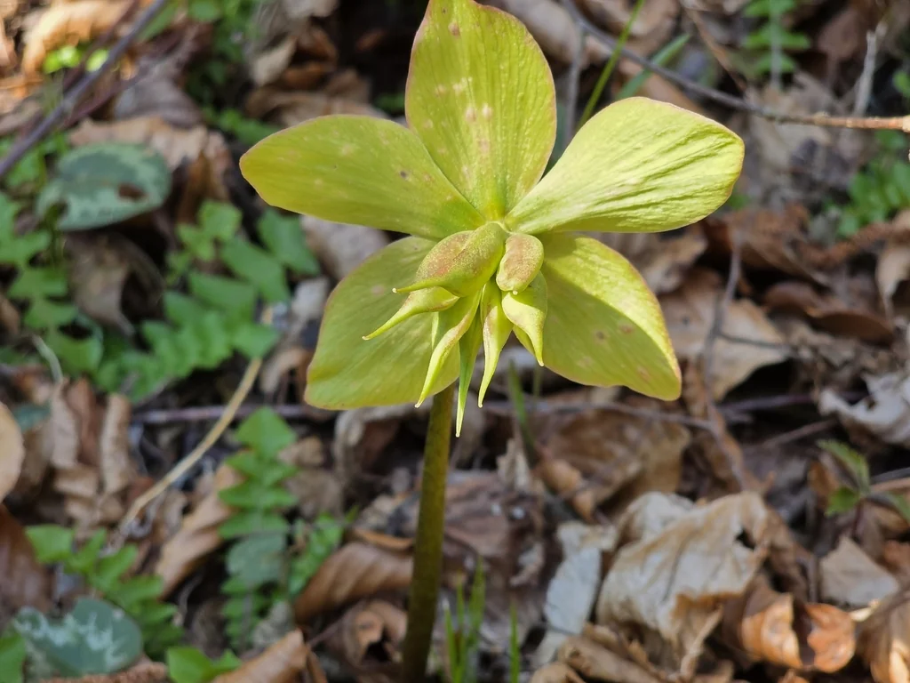Helleborus Niger