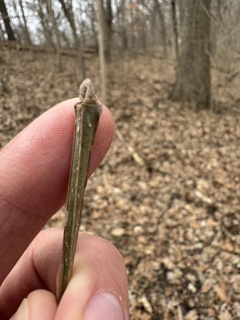 Fraxinus Quadrangulata