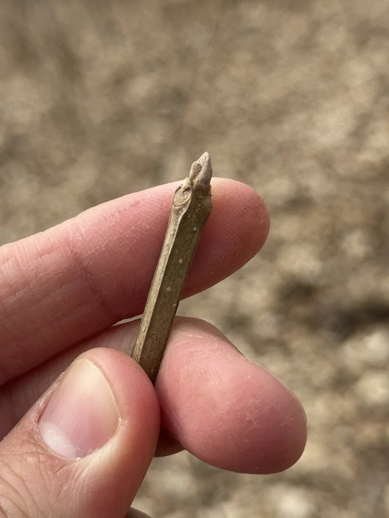 Fraxinus Quadrangulata