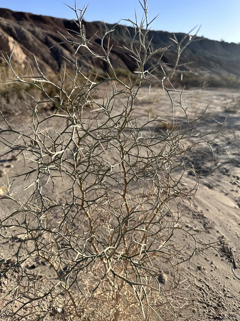 Psorothamnus Spinosus