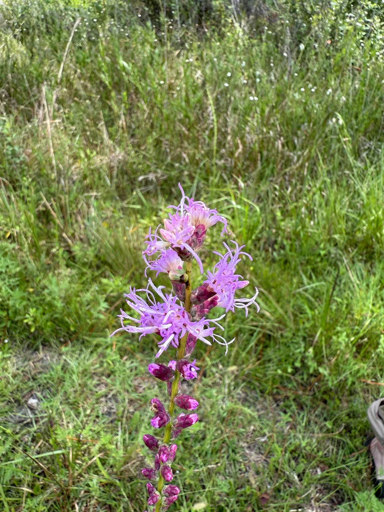 Liatris Spicata