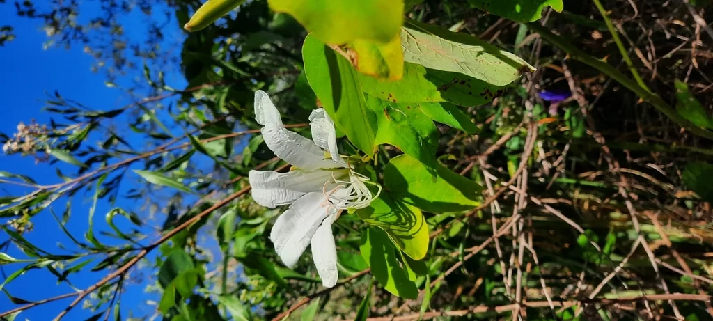 Bauhinia forficata
