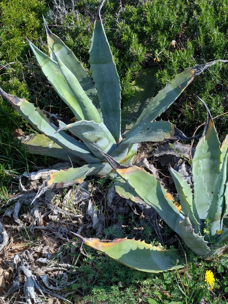 Agave Americana V. Marginata
