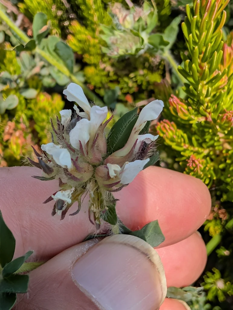 Dorycnium Hirsutum
