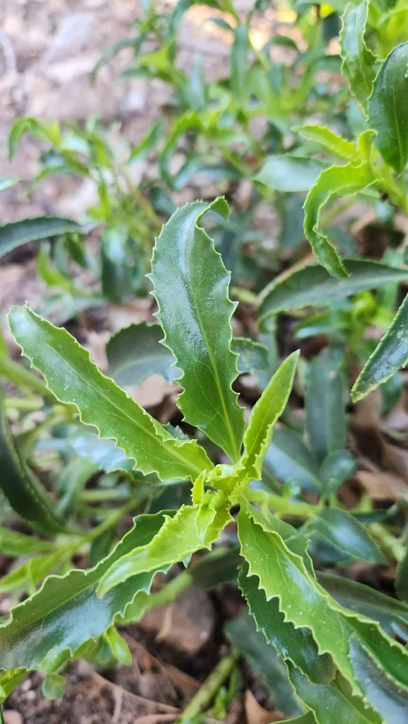 Penstemon Spectabilis