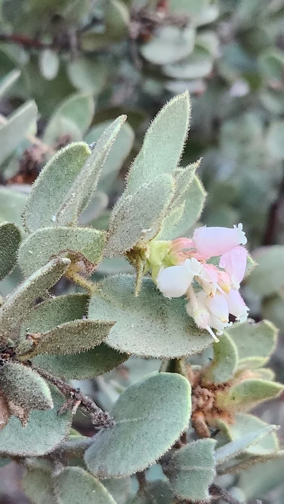 Arctostaphylos Pringlei