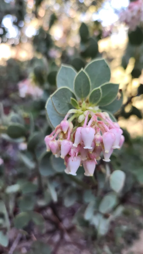 Arctostaphylos Pringlei
