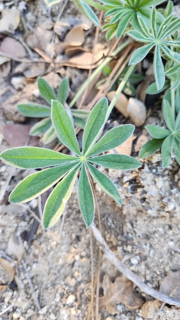 Lupinus Excubitus