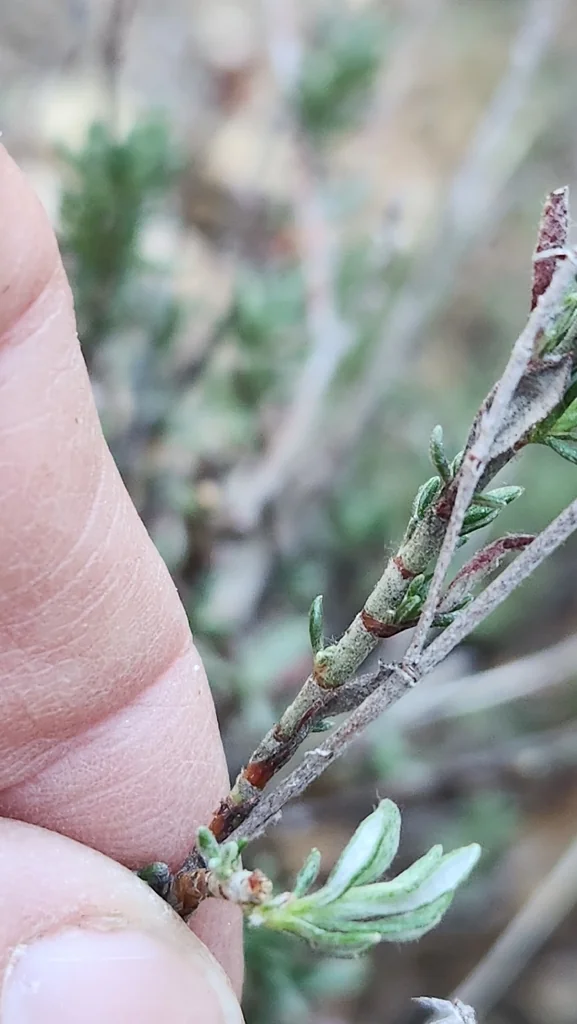 Eriogonum Wrightii