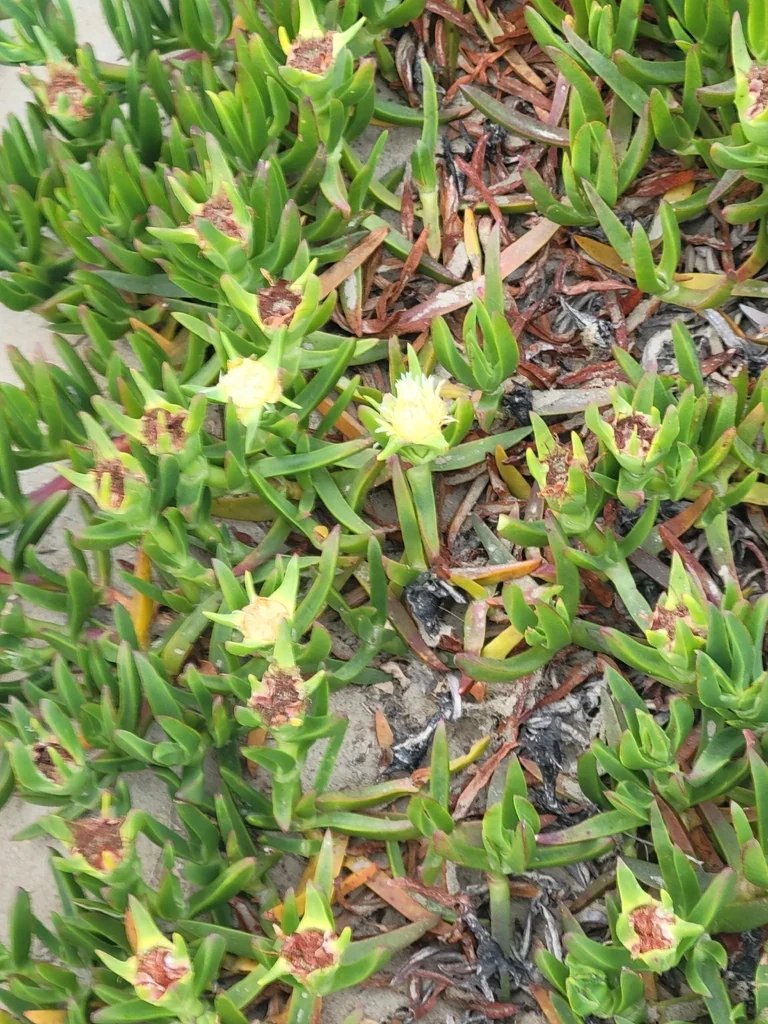 Carpobrotus Edulis