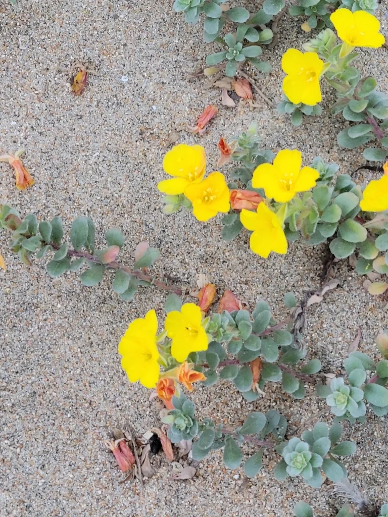 Camissonia Cheiranthifolia