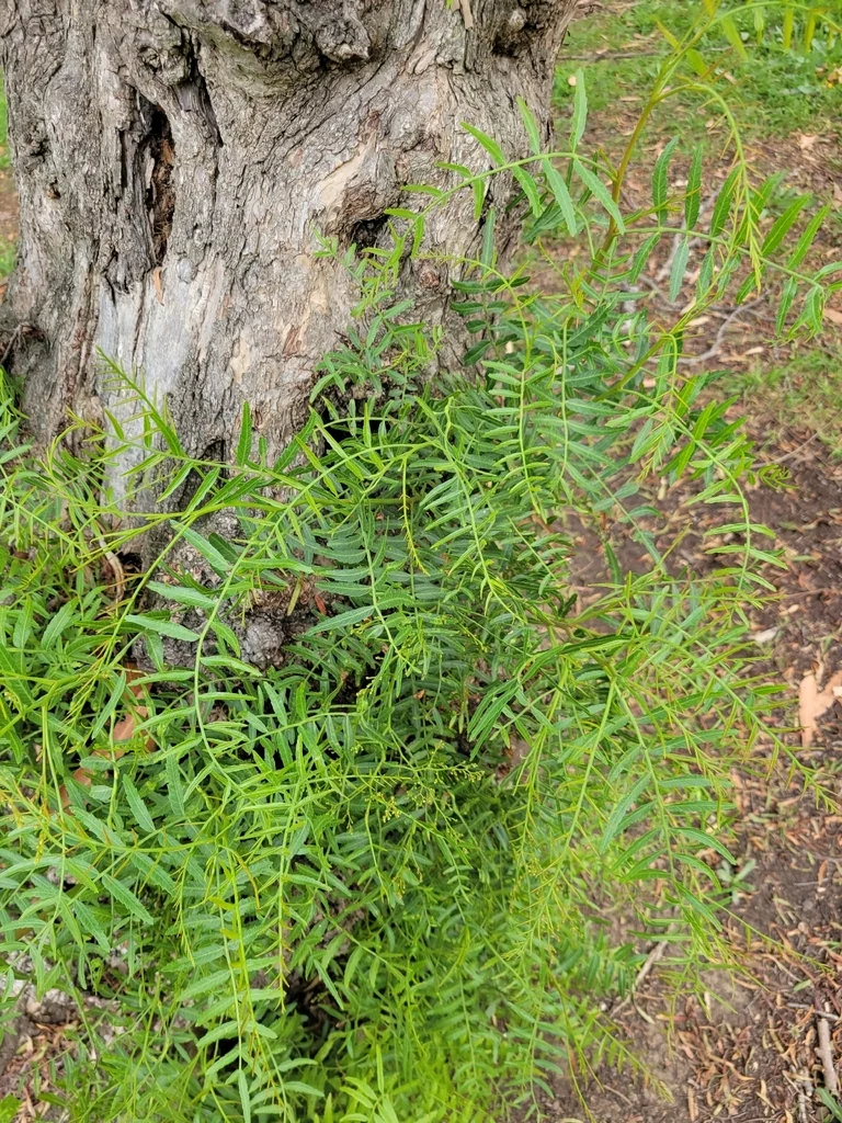 Schinus Molle