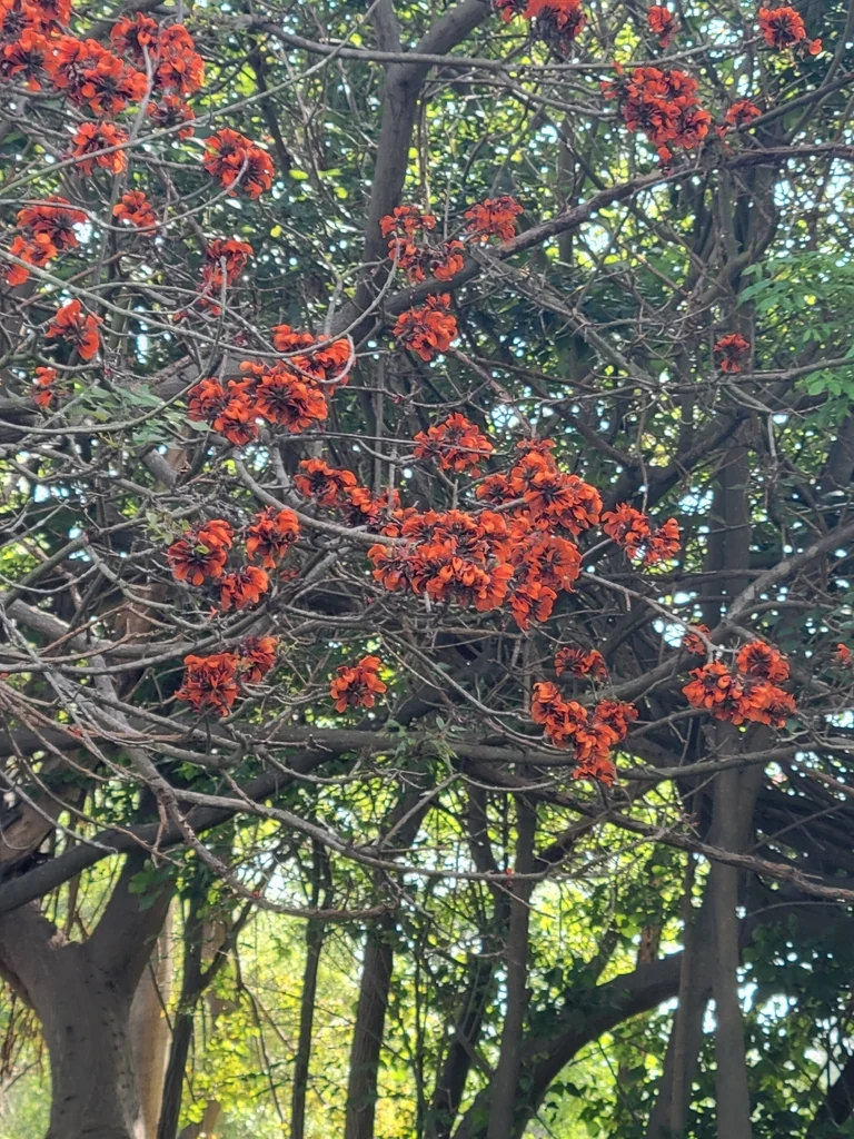 Erythrina Caffra