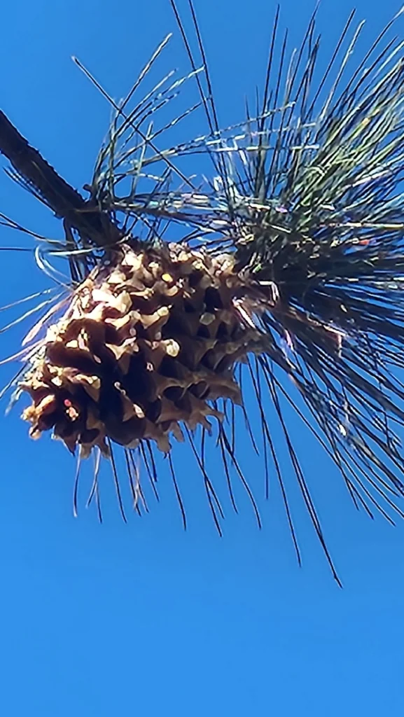 Pinus Coulteri