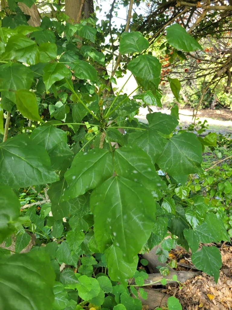 Erythrina Caffra